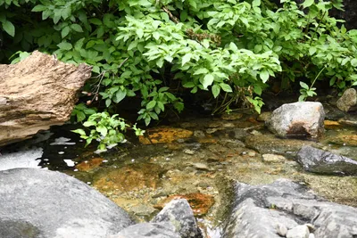 DSC_4610 (Large).JPG